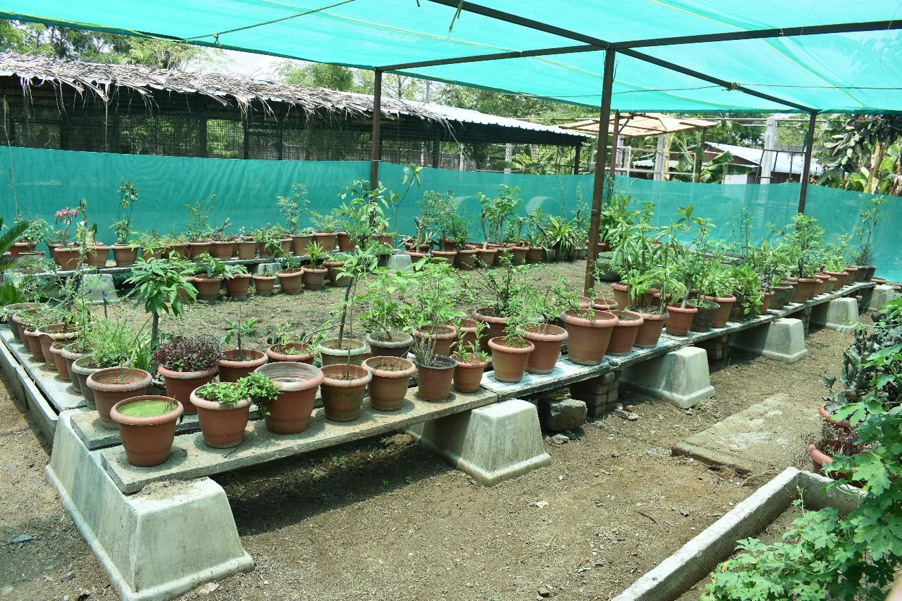 Herbal Nursery mantained by Kolping India at Mangalpadi, Kancheepuram