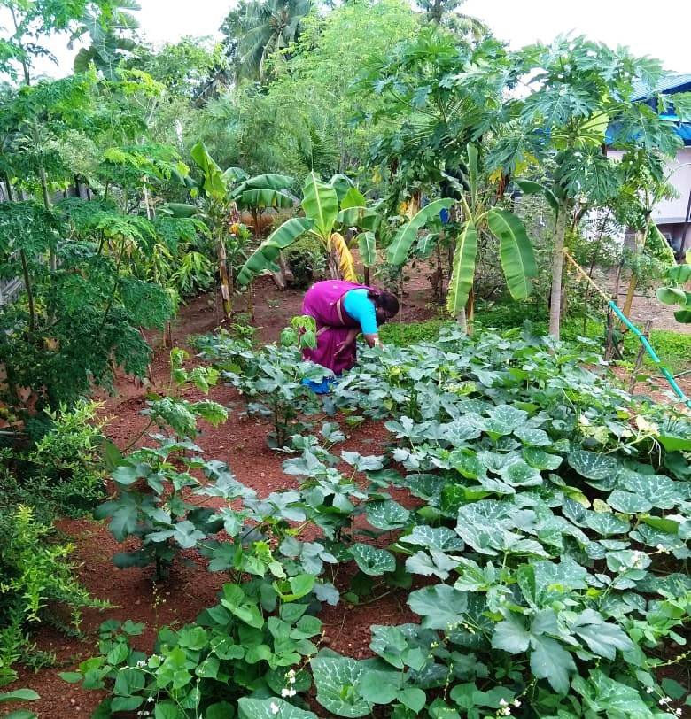 Organic kitchen gardens